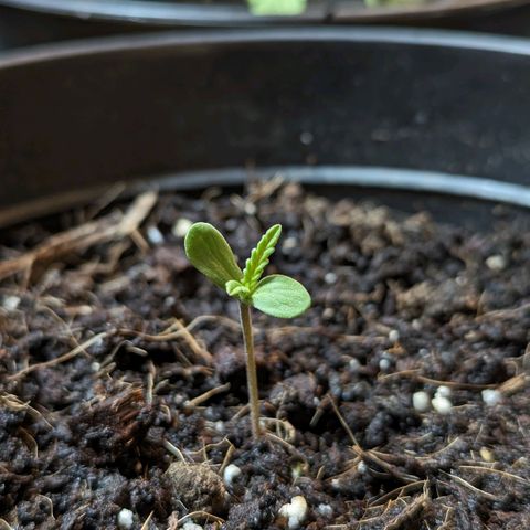 LSD-25 Auto growlog timeline photo
