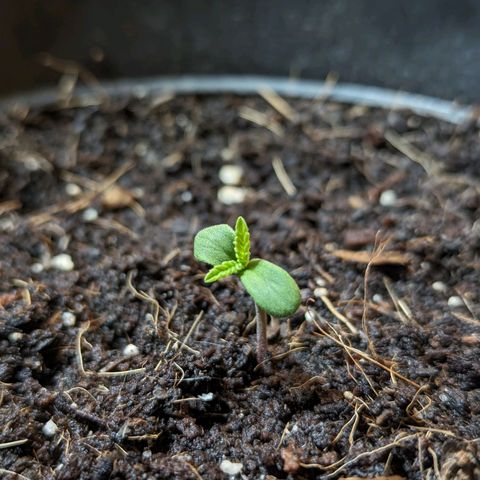 Northern Lights Auto growlog timeline photo