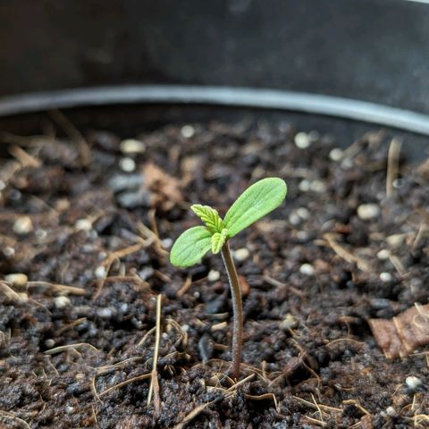 LSD-25 Auto 2 growlog timeline photo