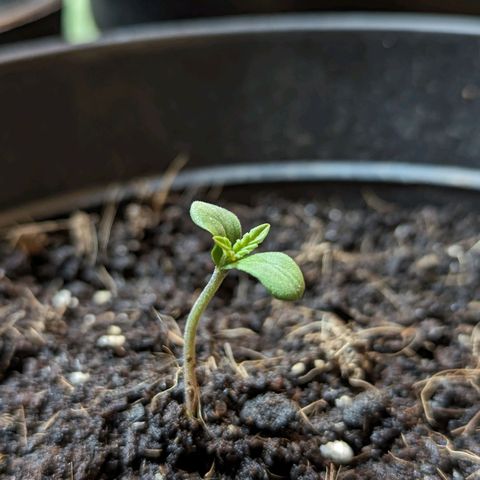Northern Lights Auto 2 growlog timeline photo