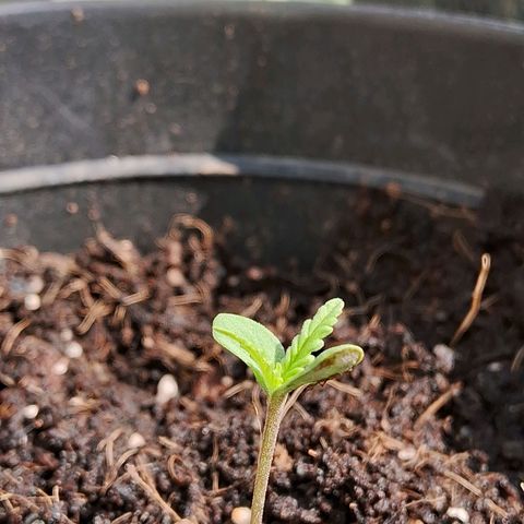 LSD-25 Auto growlog timeline photo