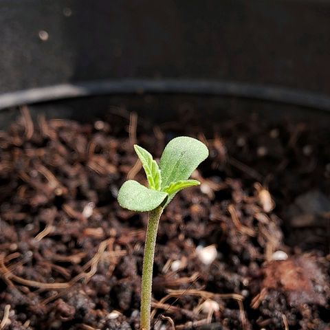 Northern Lights Auto 2 growlog timeline photo