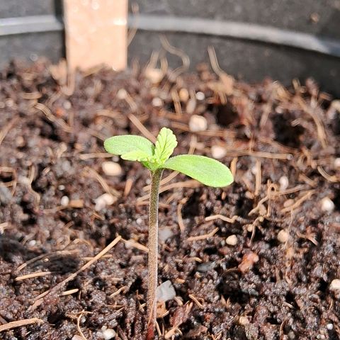 LSD-25 Auto 2 growlog timeline photo