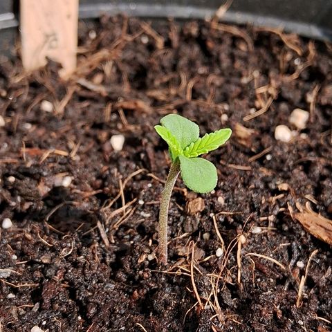 Northern Lights Auto growlog timeline photo
