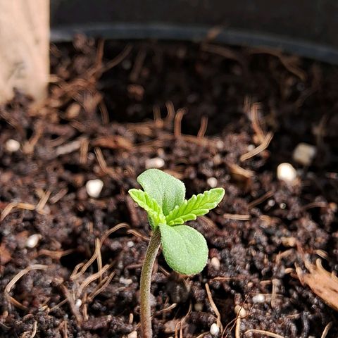 Northern Lights Auto growlog timeline photo