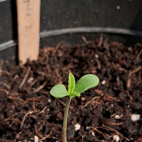 Northern Lights Auto 2 growlog timeline photo
