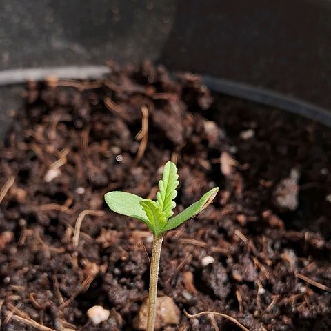 LSD-25 Auto growlog timeline photo