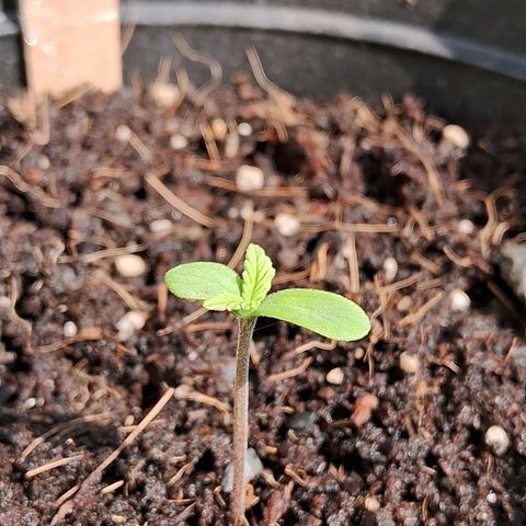 LSD-25 Auto 2 growlog timeline photo