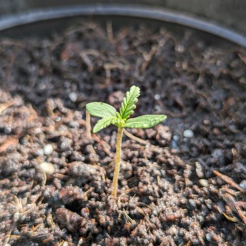LSD-25 Auto growlog timeline photo