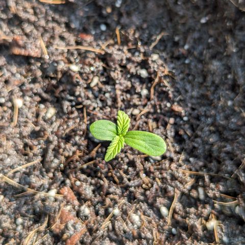 LSD-25 Auto 2 growlog timeline photo