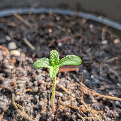 Northern Lights Auto growlog timeline photo