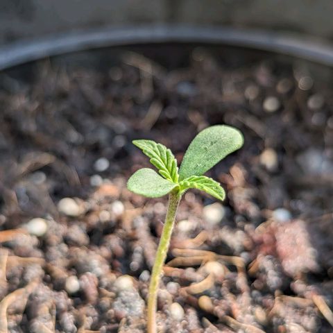 Northern Lights Auto 2 growlog timeline photo