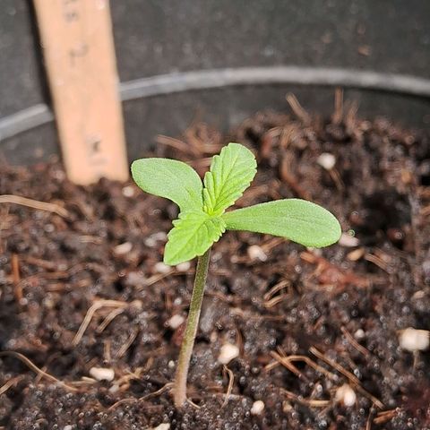 Northern Lights Auto 2 growlog timeline photo