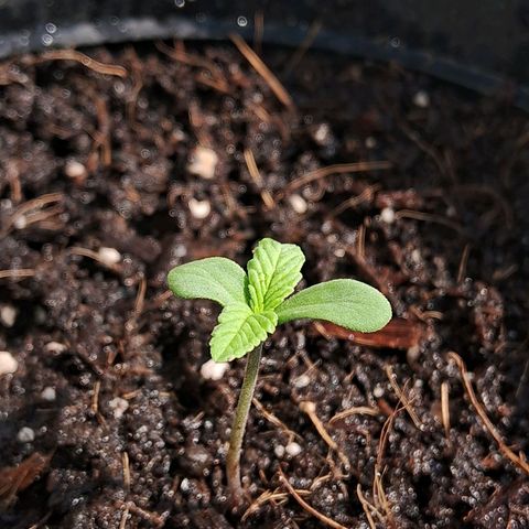 Northern Lights Auto growlog timeline photo