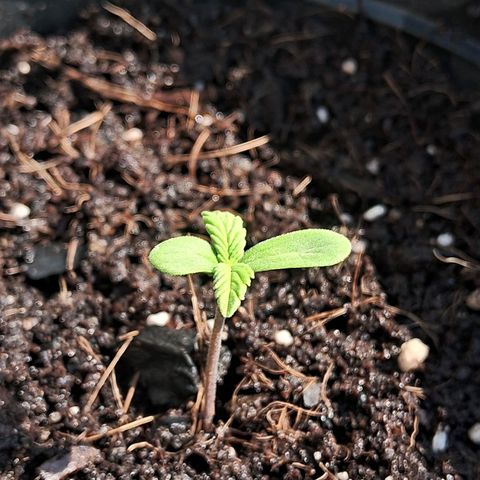 LSD-25 Auto 2 growlog timeline photo