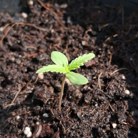 LSD-25 Auto growlog timeline photo