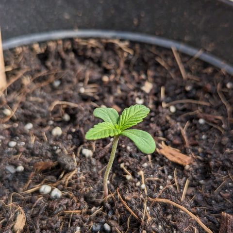 Northern Lights Auto growlog timeline photo