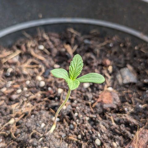Northern Lights Auto 2 growlog timeline photo