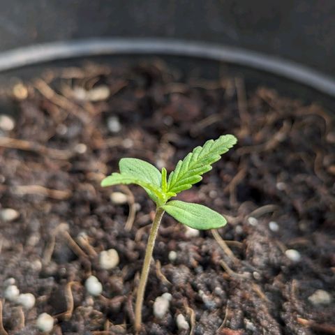 LSD-25 Auto growlog timeline photo