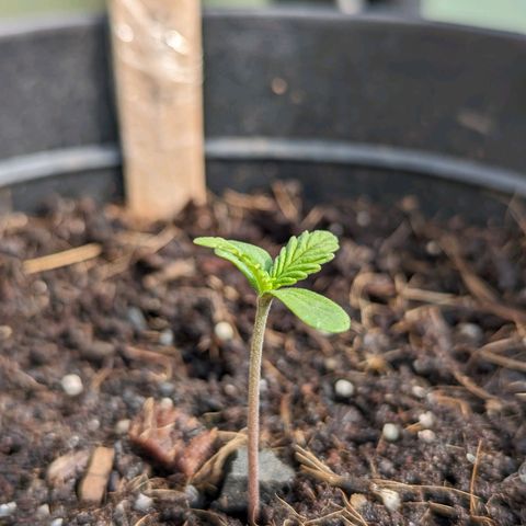 LSD-25 Auto 2 growlog timeline photo