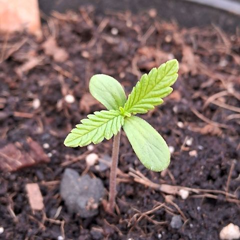 LSD-25 Auto 2 growlog timeline photo