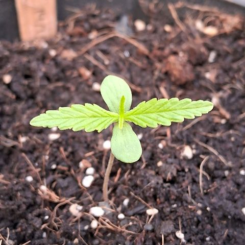 LSD-25 Auto growlog timeline photo
