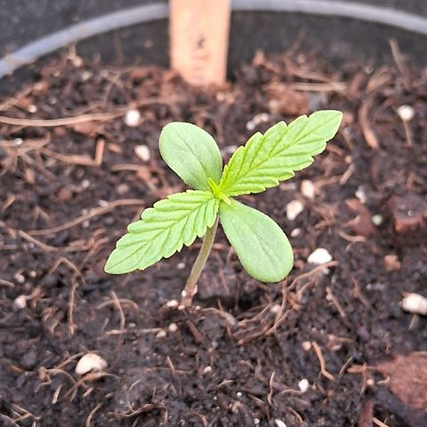 Northern Lights Auto 2 growlog timeline photo
