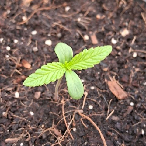 Northern Lights Auto growlog timeline photo