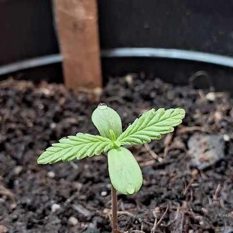 LSD-25 Auto 2 growlog timeline photo