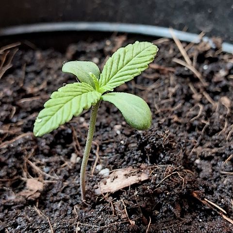Northern Lights Auto growlog timeline photo
