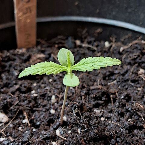LSD-25 Auto growlog timeline photo