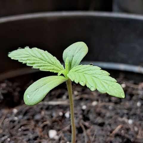 Northern Lights Auto 2 growlog timeline photo