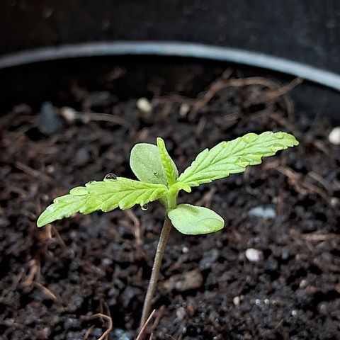 LSD-25 Auto growlog timeline photo