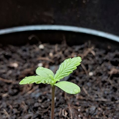 LSD-25 Auto 2 growlog timeline photo