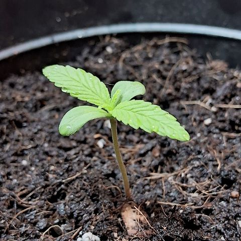 Northern Lights Auto growlog timeline photo