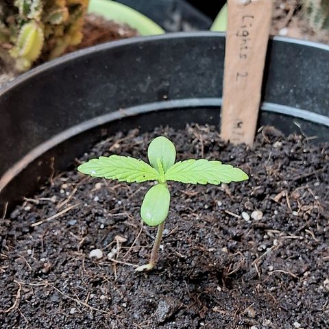 Northern Lights Auto 2 growlog timeline photo