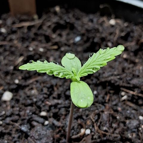 LSD-25 Auto 2 growlog timeline photo
