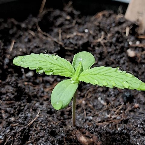 LSD-25 Auto growlog timeline photo