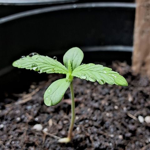 Northern Lights Auto 2 growlog timeline photo