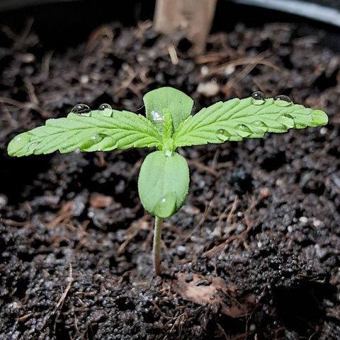 Northern Lights Auto growlog timeline photo