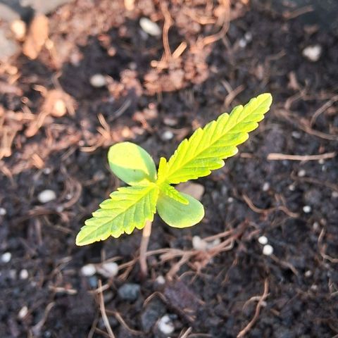 LSD-25 Auto growlog timeline photo