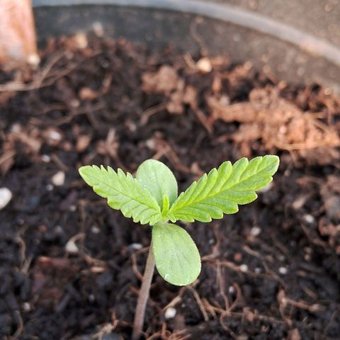 LSD-25 Auto 2 growlog timeline photo