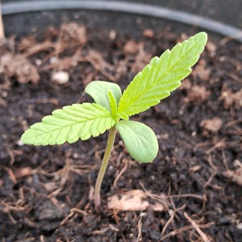 Northern Lights Auto growlog timeline photo
