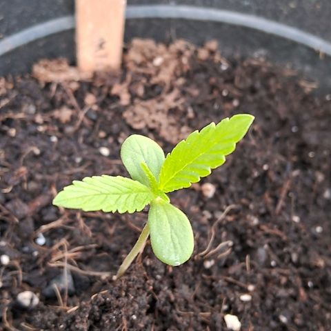 Northern Lights Auto 2 growlog timeline photo