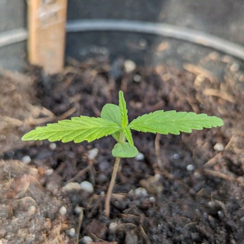LSD-25 Auto growlog timeline photo