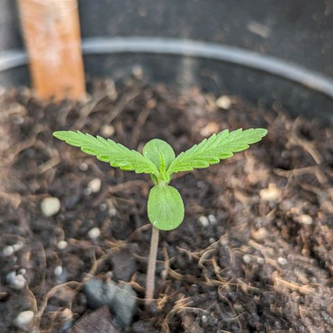 LSD-25 Auto 2 growlog timeline photo