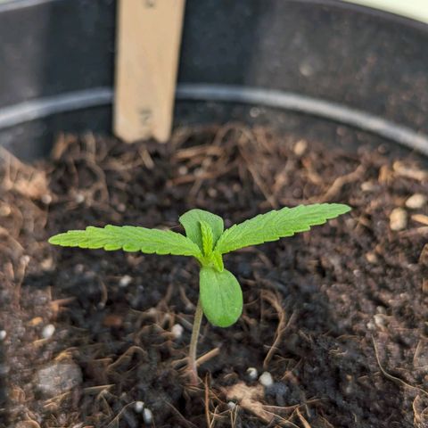 Northern Lights Auto growlog timeline photo