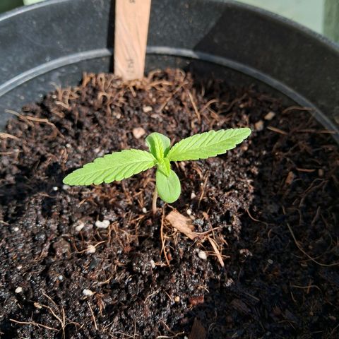 Northern Lights Auto growlog timeline photo