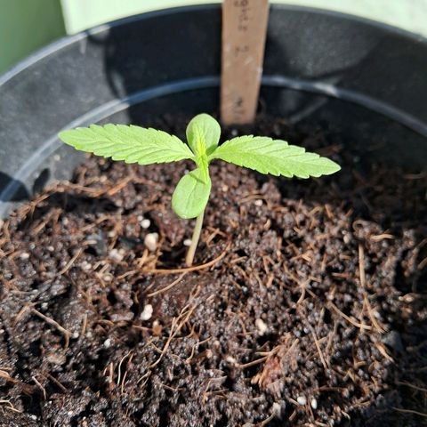 Northern Lights Auto 2 growlog timeline photo