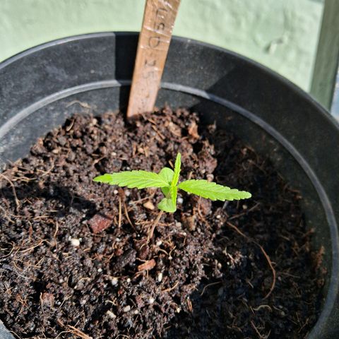 LSD-25 Auto growlog timeline photo